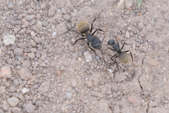 Camponotus mus