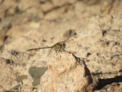 Progomphus joergenseni