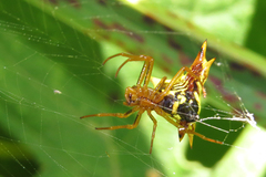 Micrathena furcata