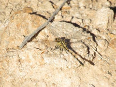 Progomphus joergenseni