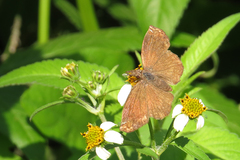 Anisochoria sublimbata