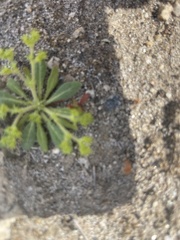 Chorizanthe procumbens