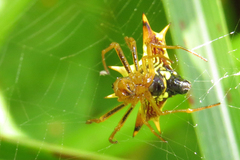 Micrathena furcata