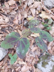 Bauhinia lunarioides