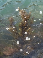 Sargassum horneri