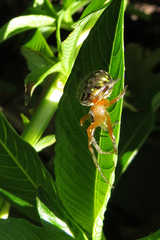 Araneus workmani