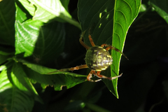 Araneus workmani