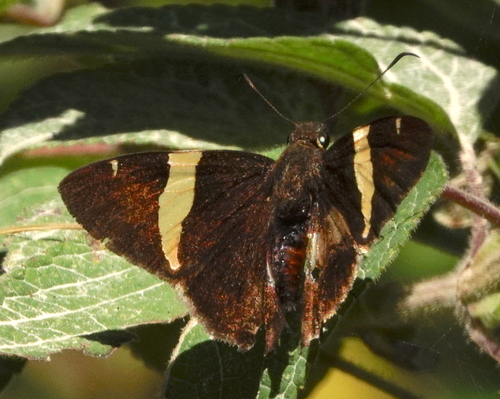 Central American Banded-Skipper