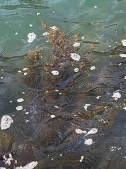 Sargassum horneri