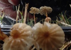 Marasmius alveolaris