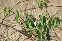 Ipomoea populina