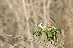 Ipomoea populina