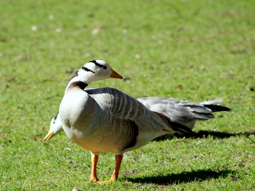Ánsar indio (Anser indicus)