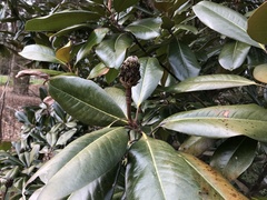 Magnolia grandiflora