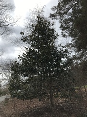 Magnolia grandiflora
