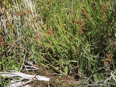 Juncus saximontanus