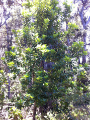 Ilex anomala