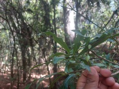 Ternstroemia sylvatica