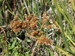 Juncus saximontanus