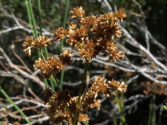 Juncus saximontanus