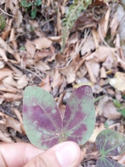Bauhinia lunarioides