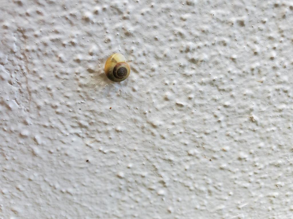Helicina foveata