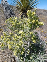Grayia spinosa