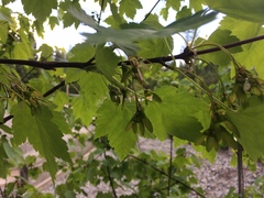 Acer glabrum douglasii