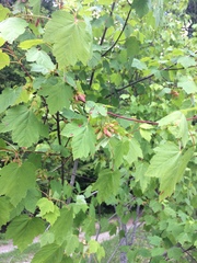 Acer glabrum douglasii