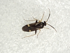 Ausejanus albisignatus