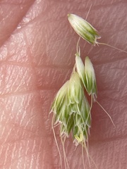 Alopecurus saccatus