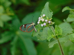 Ithomia agnosia zikani