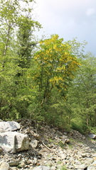 Laburnum anagyroides
