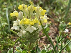 Castilleja campestris