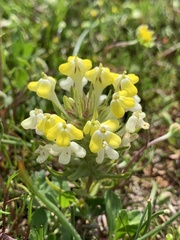 Castilleja campestris