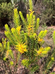 Persoonia acerosa