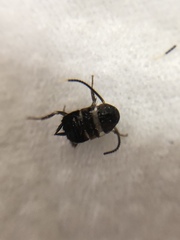 Periplaneta australasiae