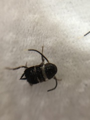 Periplaneta australasiae