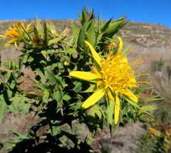 Berkheya cruciata