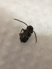 Periplaneta australasiae