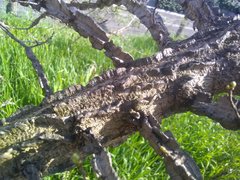 Ulmus minor minor