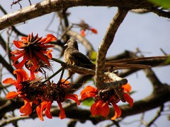 Colius striatus minor