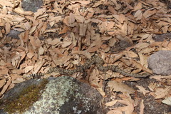 Crotalus ravus brunneus