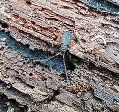 Uleiota truncata