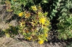 Berkheya cruciata