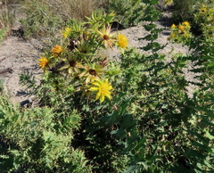 Berkheya cruciata