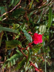 Begonia urticae image