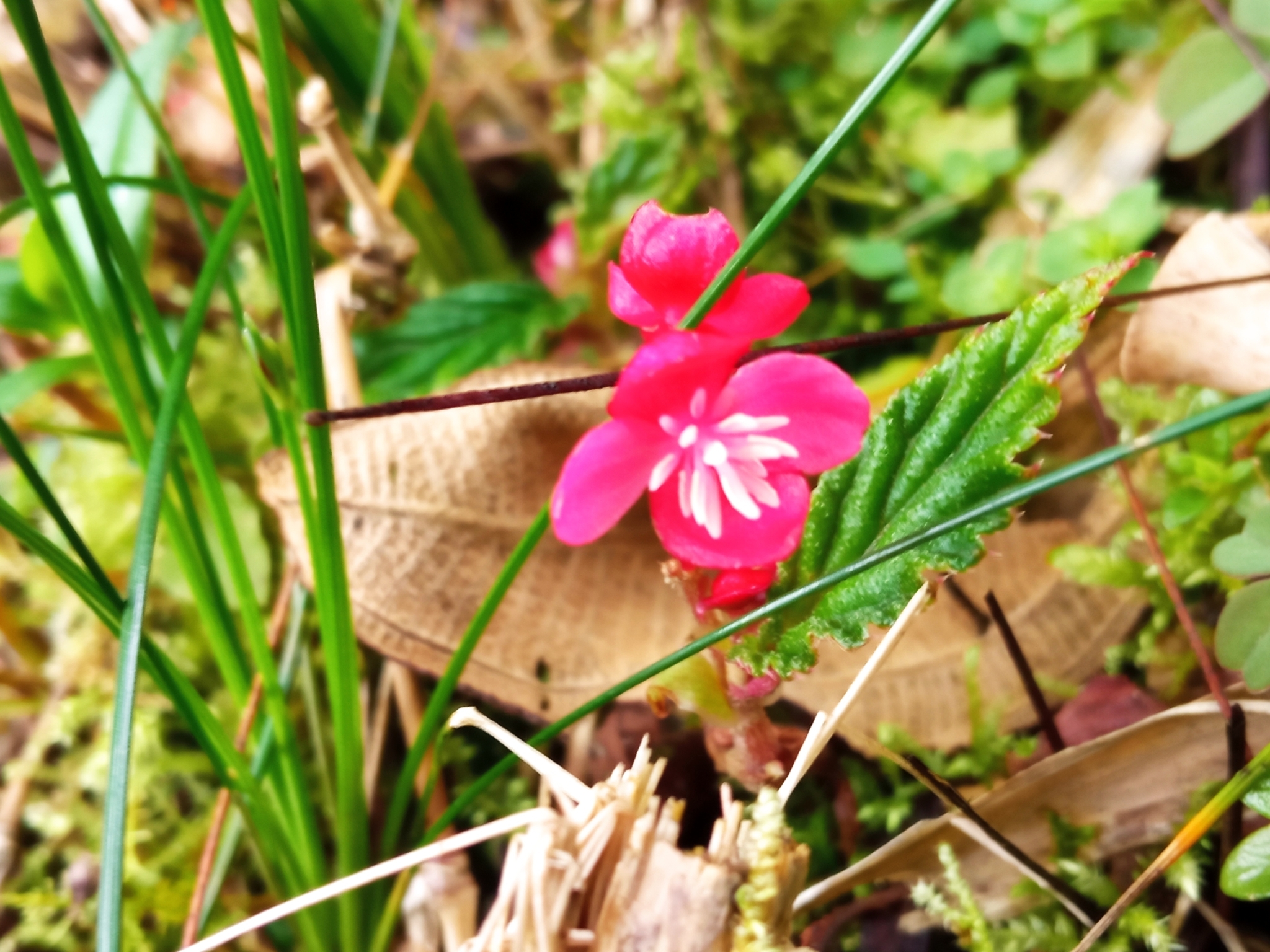Begonia urticae image