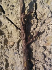Ulmus minor minor