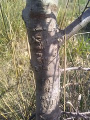 Ulmus minor minor